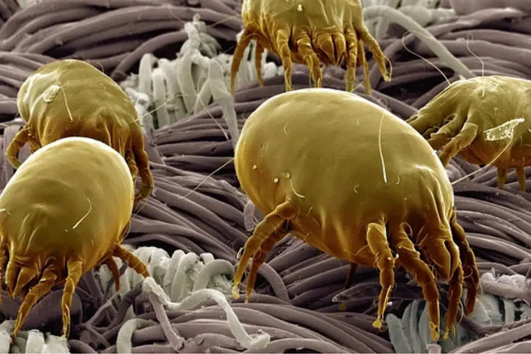 Uyuz Böceği İlaçlama